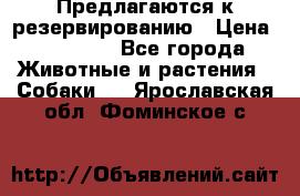 Предлагаются к резервированию › Цена ­ 16 000 - Все города Животные и растения » Собаки   . Ярославская обл.,Фоминское с.